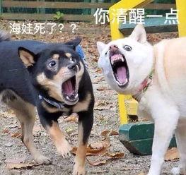 爆料奇葩狗狗视频在线观看,揭秘网络爆笑视频背后的萌宠瞬间 第2张 爆料奇葩狗狗视频在线观看,揭秘网络爆笑视频背后的萌宠瞬间 第2张